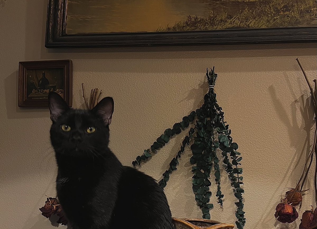 luhecatena's tweet image. 