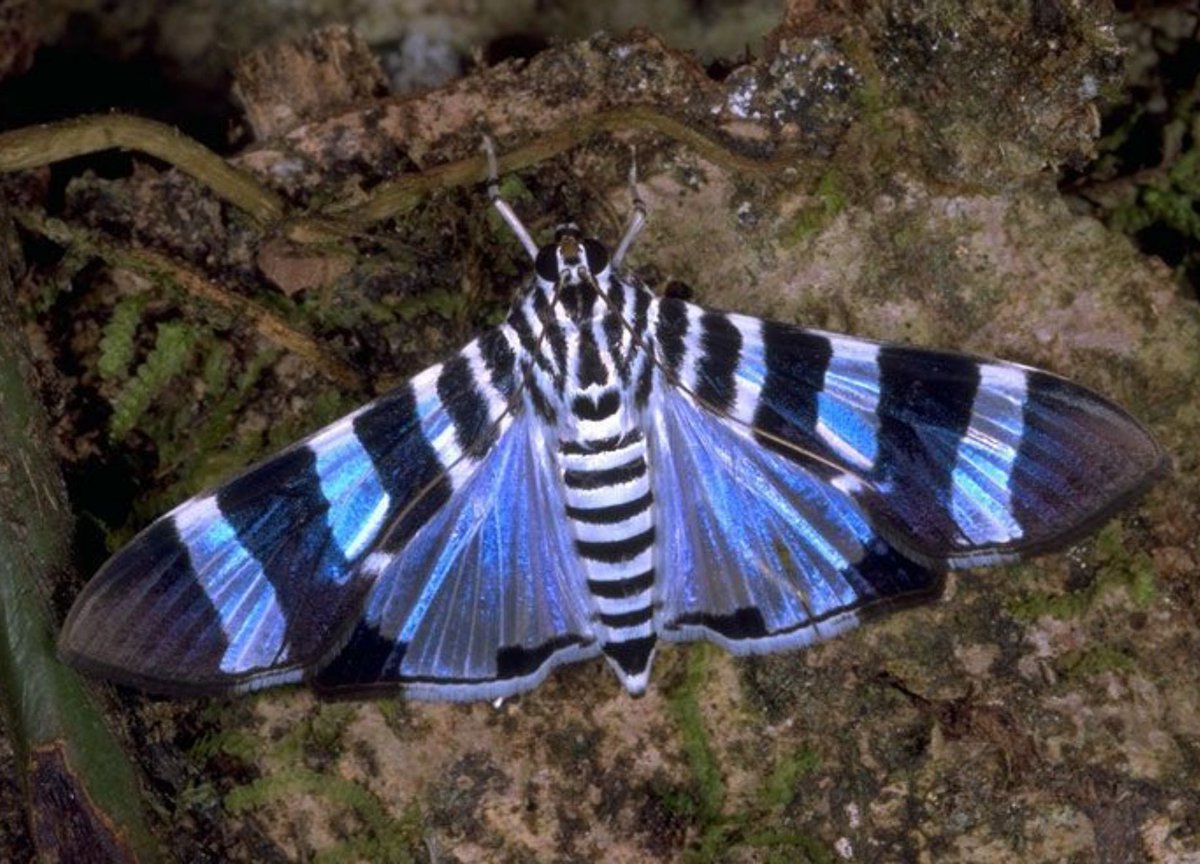 jobrown20102090's tweet image. Lypotigris reginalis moth
This moth is likened to a pearl, its color is very beautiful ✨