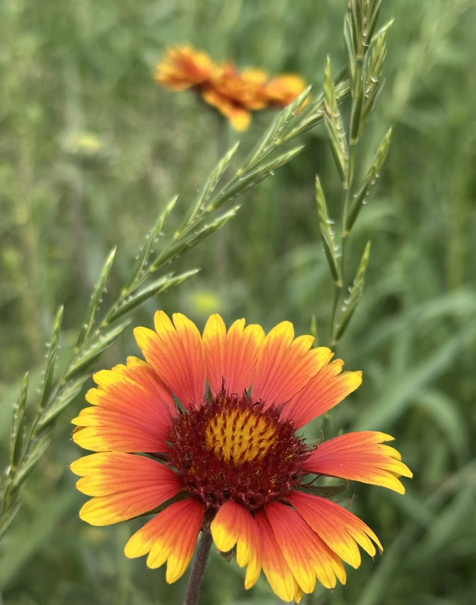 What a difference three months can make! On Apr. 28th, our Elem. HAL students helped sow a custom blend of native grasses &amp; wildflowers to create a pollinator habitat on the Wallin lot across from the Elementary. We can expect things to explode with vibrancy in years 2 and 3.