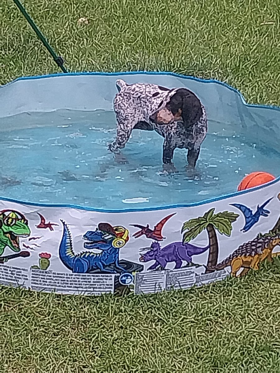 TeamBluesman's tweet image. My oldest sons bluetick coon hound pup (Hobo) decided it was time to cool off in the grand babies swimming pool. I agree with him on the time to cool off part!