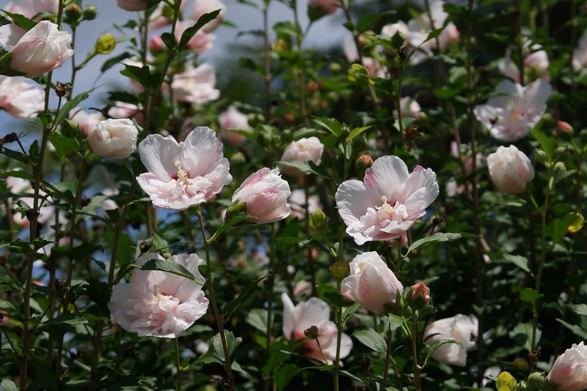 takecyanful's tweet image. 7/23 水曜日 🌦️ 25℃
🌿 おはようございます🌿
ーーーーーーーーーーーー
Good morning everyone
ーーーーーーーーーーーー
🌿🌸🌿