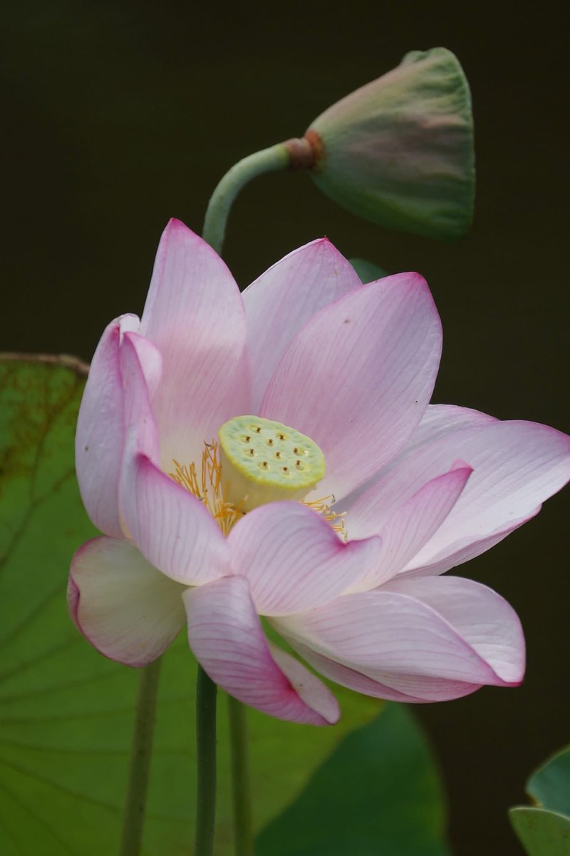 takecyanful's tweet image. 7/23 水曜日 🌦️ 25℃
🌿 おはようございます🌿
ーーーーーーーーーーーー
Good morning everyone
ーーーーーーーーーーーー
🌿🌸🌿