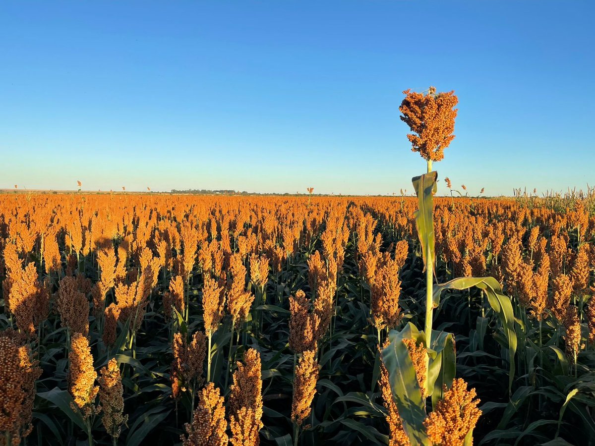 matopiba_agro's tweet image. Segundo lote de sorgo e a produtividade subiu 9 sacos. Estamos colhendo agora 134 sacos por hectare.
Um dos melhores resultados nas nossas áreas em sorgo. 🙏🌾