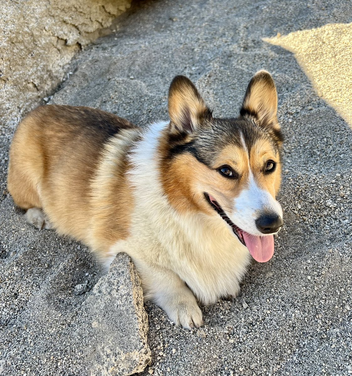 WinstonCorgiDog's tweet image. Happy Tongue-Out Tuesday Corgi Dog Winston-Family!🐶👅👍🏻 Hope You’re All Well and Having a Great Day Today Furiends!💕 Peace and Blessings💌❤️ #tongueouttueday #pics #corgi #happy #cute #fluffy #fun #dog #photos #original