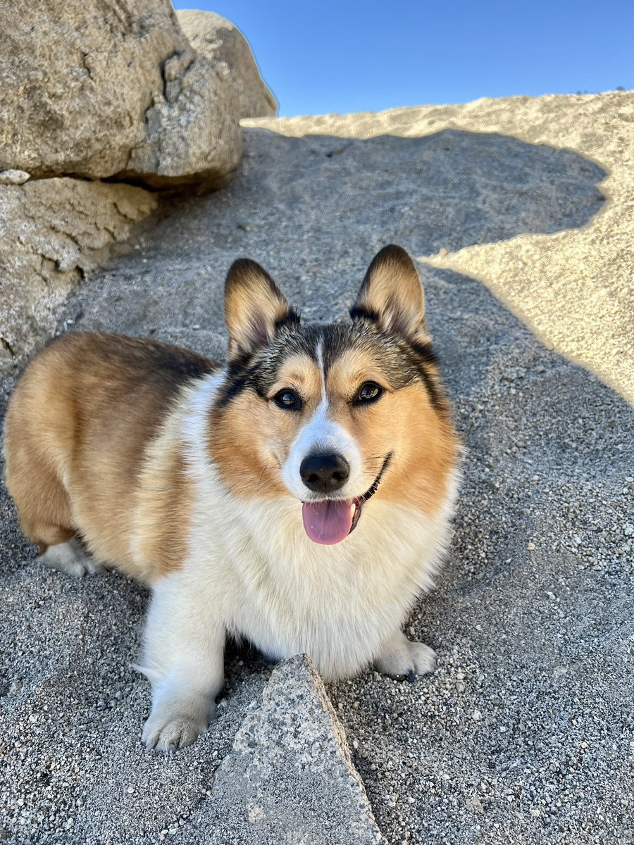 WinstonCorgiDog's tweet image. Happy Tongue-Out Tuesday Corgi Dog Winston-Family!🐶👅👍🏻 Hope You’re All Well and Having a Great Day Today Furiends!💕 Peace and Blessings💌❤️ #tongueouttueday #pics #corgi #happy #cute #fluffy #fun #dog #photos #original