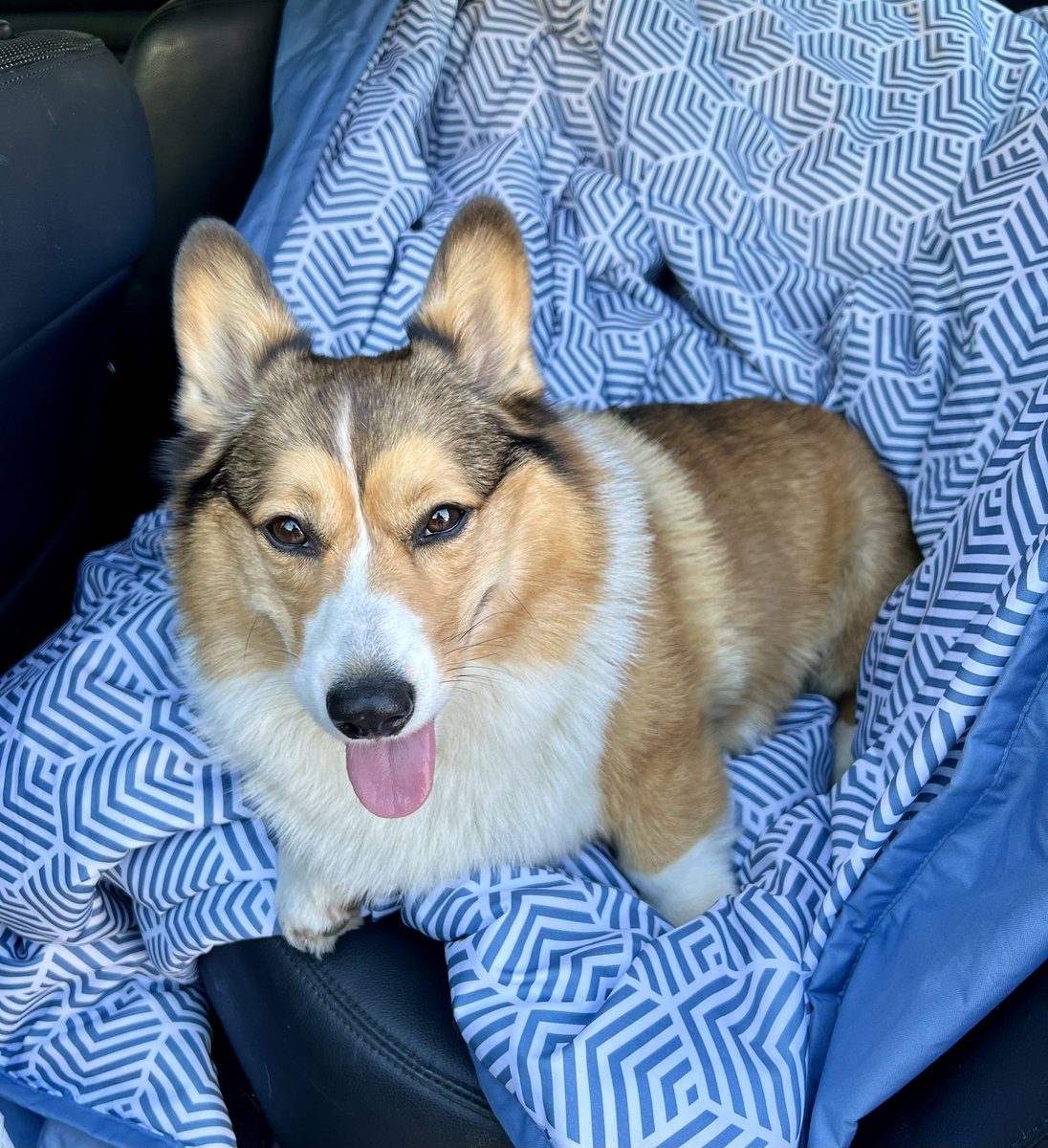 WinstonCorgiDog's tweet image. Happy Tongue-Out Tuesday Corgi Dog Winston-Family!🐶👅👍🏻 Hope You’re All Well and Having a Great Day Today Furiends!💕 Peace and Blessings💌❤️ #tongueouttueday #pics #corgi #happy #cute #fluffy #fun #dog #photos #original