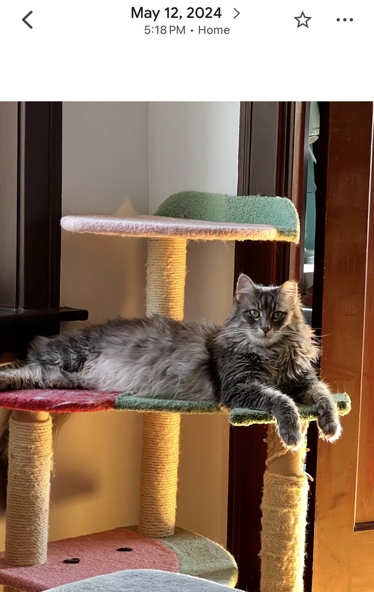 cholent_lover's tweet image. how old is this cat? papers said he was both 1 and 2 when trapped (6 months before we got him)
