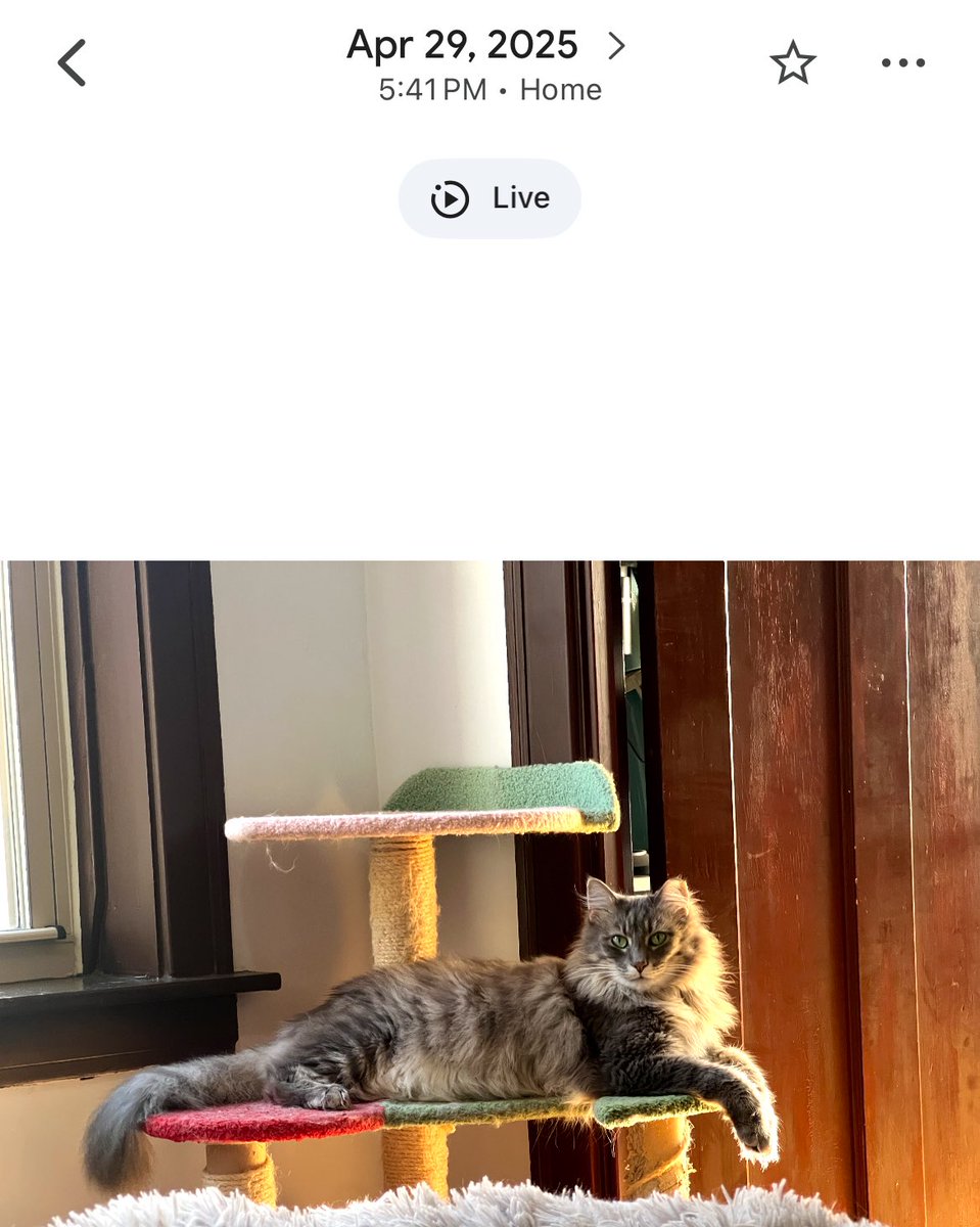 cholent_lover's tweet image. how old is this cat? papers said he was both 1 and 2 when trapped (6 months before we got him)