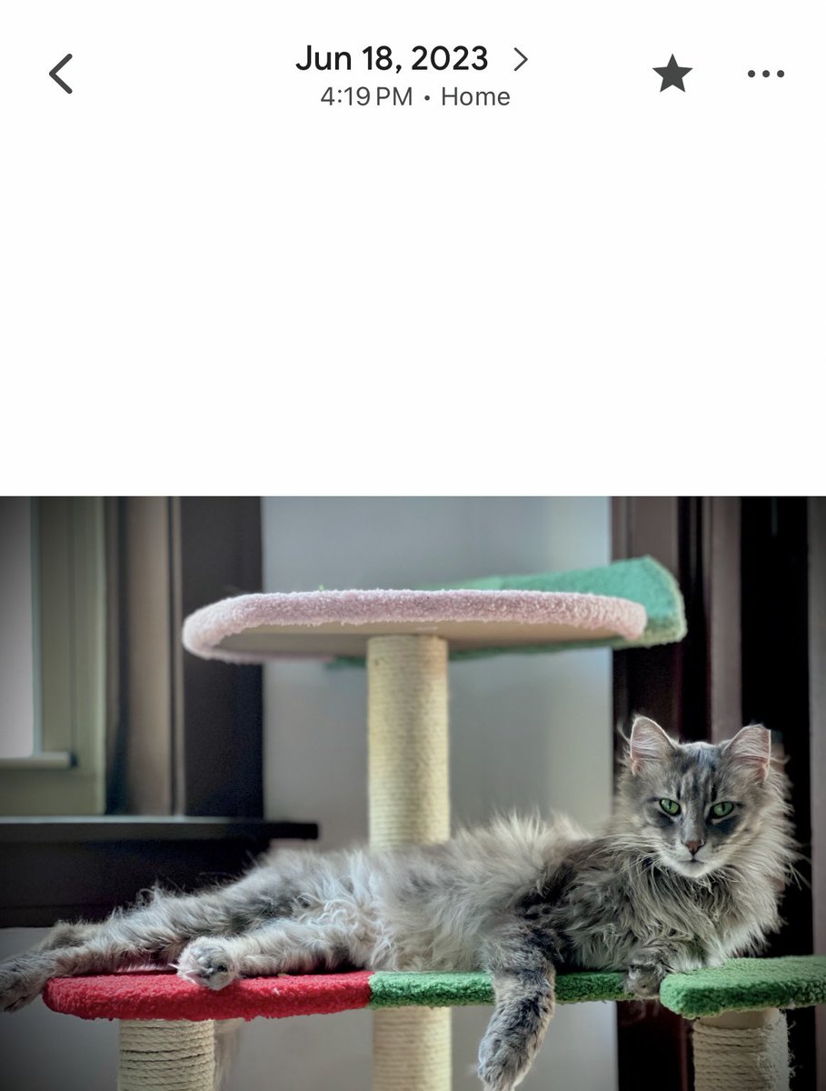 cholent_lover's tweet image. how old is this cat? papers said he was both 1 and 2 when trapped (6 months before we got him)