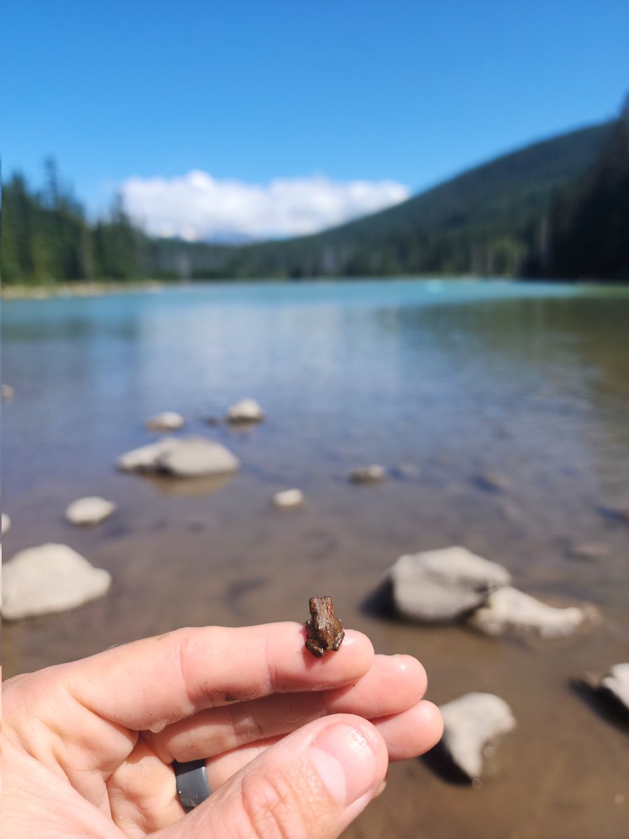EliteSentinelx's tweet image. Frog Lake, OR is home to some of the tiniest frogs I've ever seen!