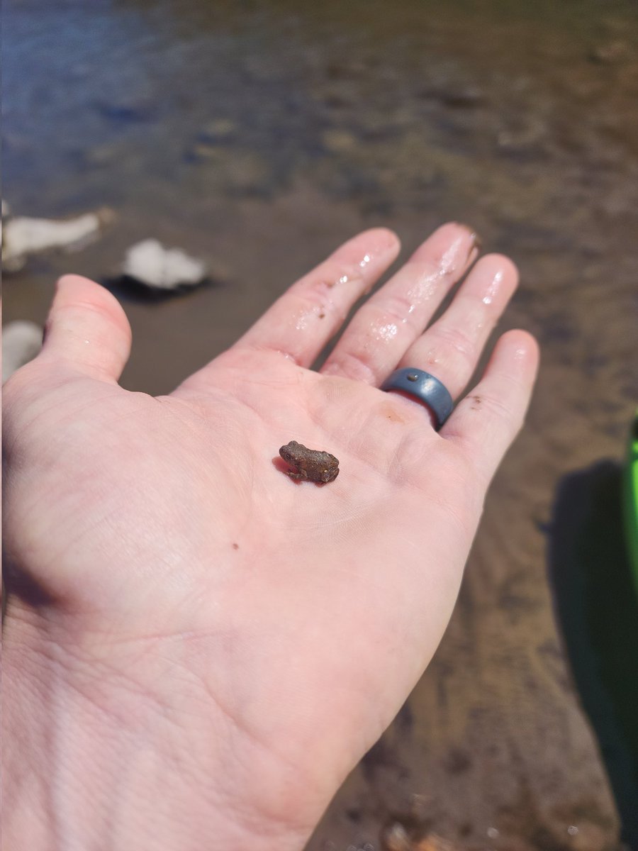 EliteSentinelx's tweet image. Frog Lake, OR is home to some of the tiniest frogs I've ever seen!