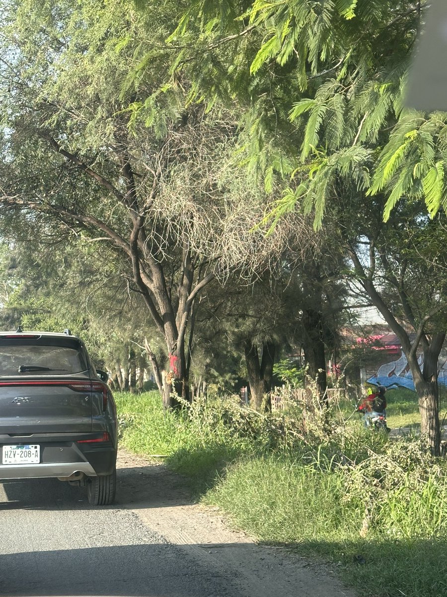 Alessa ✨ (@alefa29) on Twitter photo Muy necesaria la aplicación de la carretera san Martín de las flores al verde
Pero lástima que no tenemos la cultura para replantar los árboles y solo saben cortarlos y tirarlos
<a href="/Trafico_ZMG/">TráficoZMGuadalajara</a> <a href="/GobTlaquepaque/">Gobierno de Tlaquepaque</a> Muy necesaria la aplicación de la carretera san Martín de las flores al verde
Pero lástima que no tenemos la cultura para replantar los árboles y solo saben cortarlos y tirarlos
<a href="/Trafico_ZMG/">TráficoZMGuadalajara</a> <a href="/GobTlaquepaque/">Gobierno de Tlaquepaque</a>
