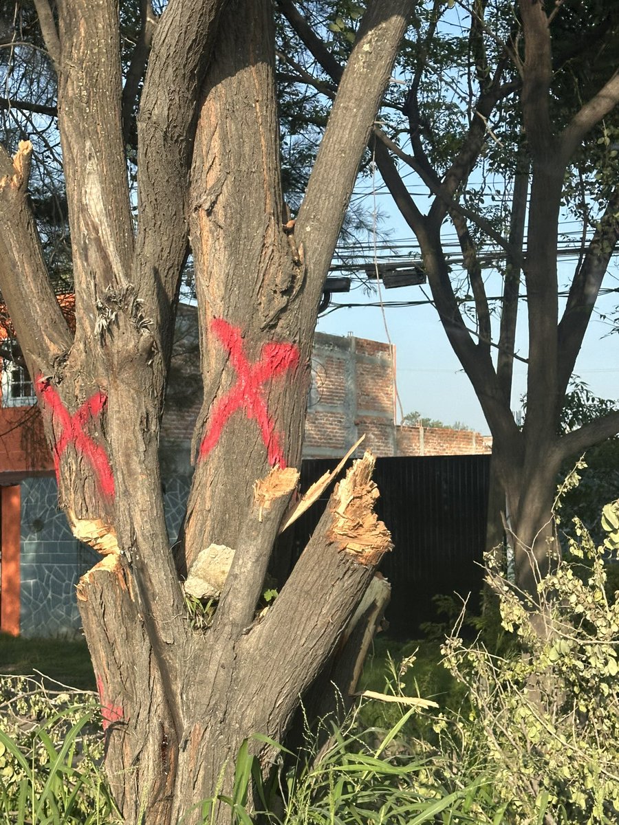 AleFa29's tweet image. Muy necesaria la aplicación de la carretera san Martín de las flores al verde 
Pero lástima que no tenemos la cultura para replantar los árboles y solo saben cortarlos y tirarlos 
@Trafico_ZMG @GobTlaquepaque