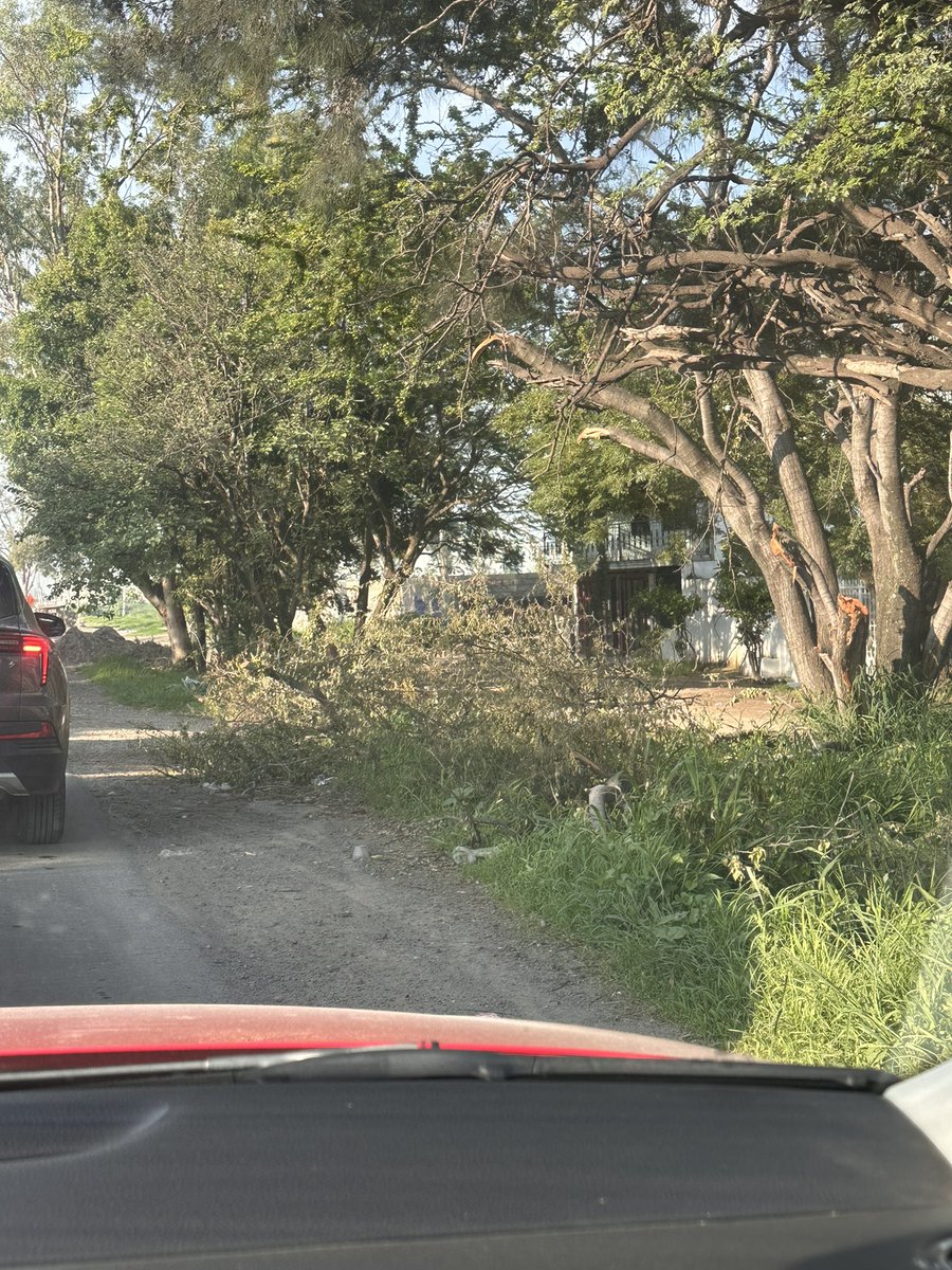 AleFa29's tweet image. Muy necesaria la aplicación de la carretera san Martín de las flores al verde 
Pero lástima que no tenemos la cultura para replantar los árboles y solo saben cortarlos y tirarlos 
@Trafico_ZMG @GobTlaquepaque