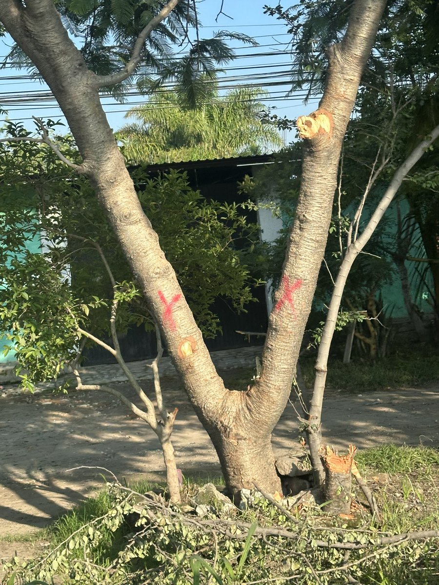 AleFa29's tweet image. Muy necesaria la aplicación de la carretera san Martín de las flores al verde 
Pero lástima que no tenemos la cultura para replantar los árboles y solo saben cortarlos y tirarlos 
@Trafico_ZMG @GobTlaquepaque