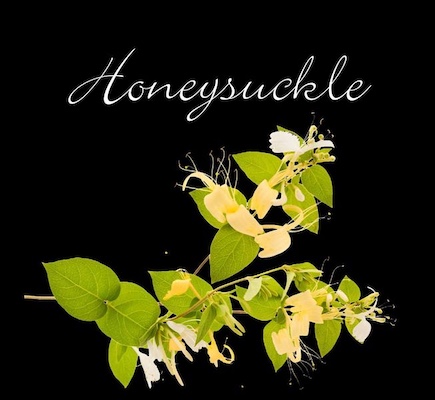 Honeysuckle= A semi sweet white wine with a hint of the sweet flavors of honeysuckle. Nice and smooth. Serve chilled.;   WI- Forgotten Firewinery