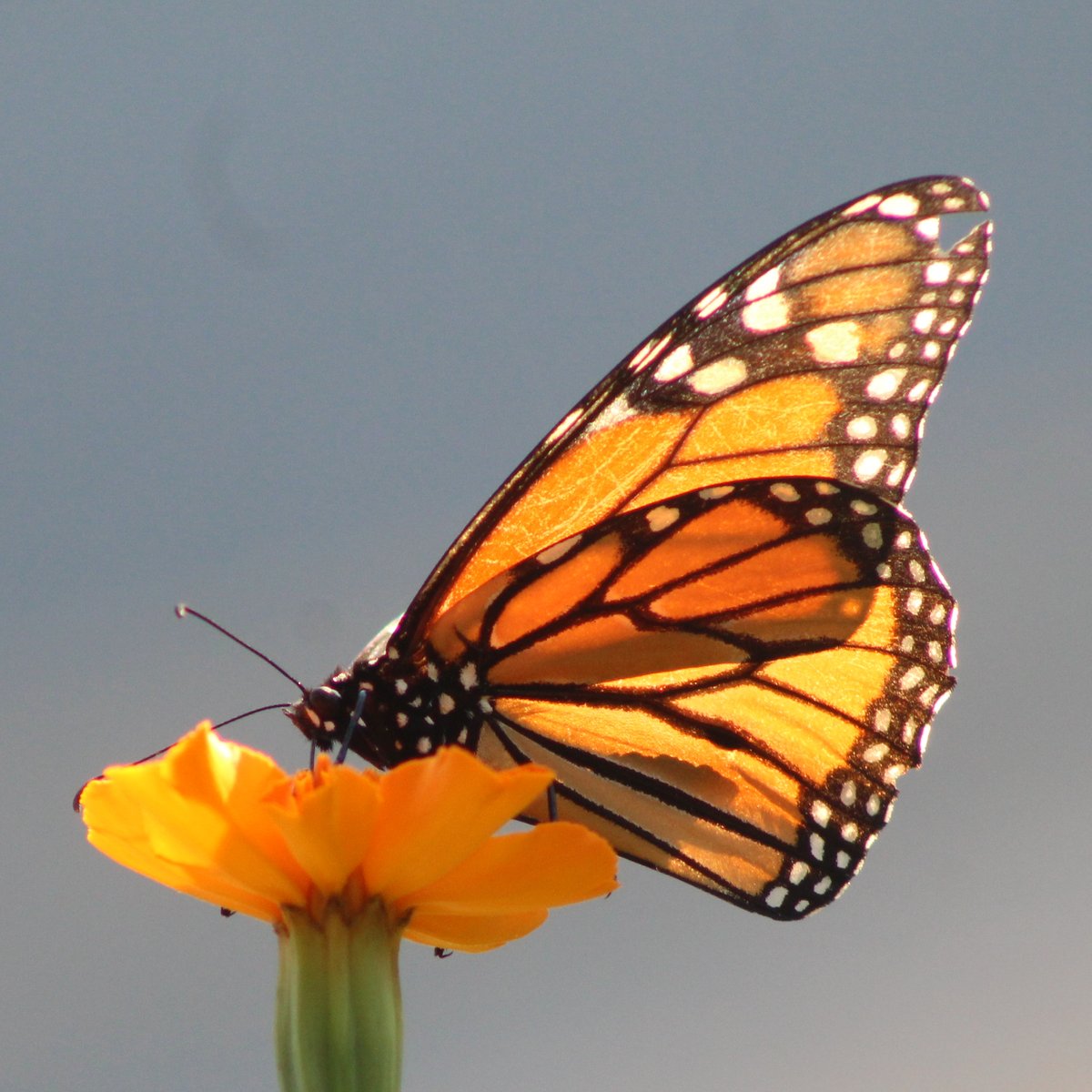 ScurrasFolly's tweet image. News from the garden front:
I got a visit from royalty.
And while I don't like to complain, it was very early in the morning. And even though the gentle light of dawn looked lovely shining through her wings, I wasn't exactly pleased to be outside in my PJ's to get the picture.