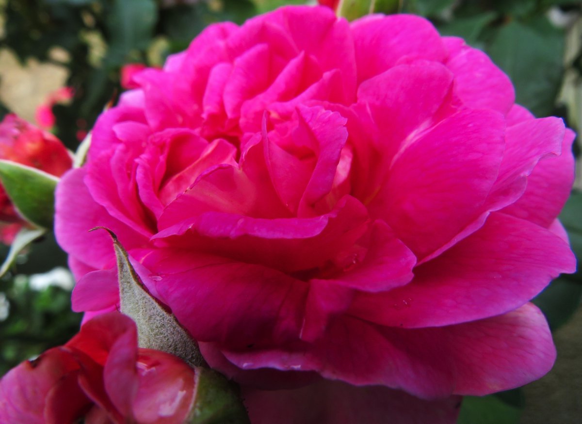 MatthewShute's tweet image. An inner song, rosy reverie,
can linger long, sewn in memory...
#RoseWednesday
💚 🍃 🌺 🩷