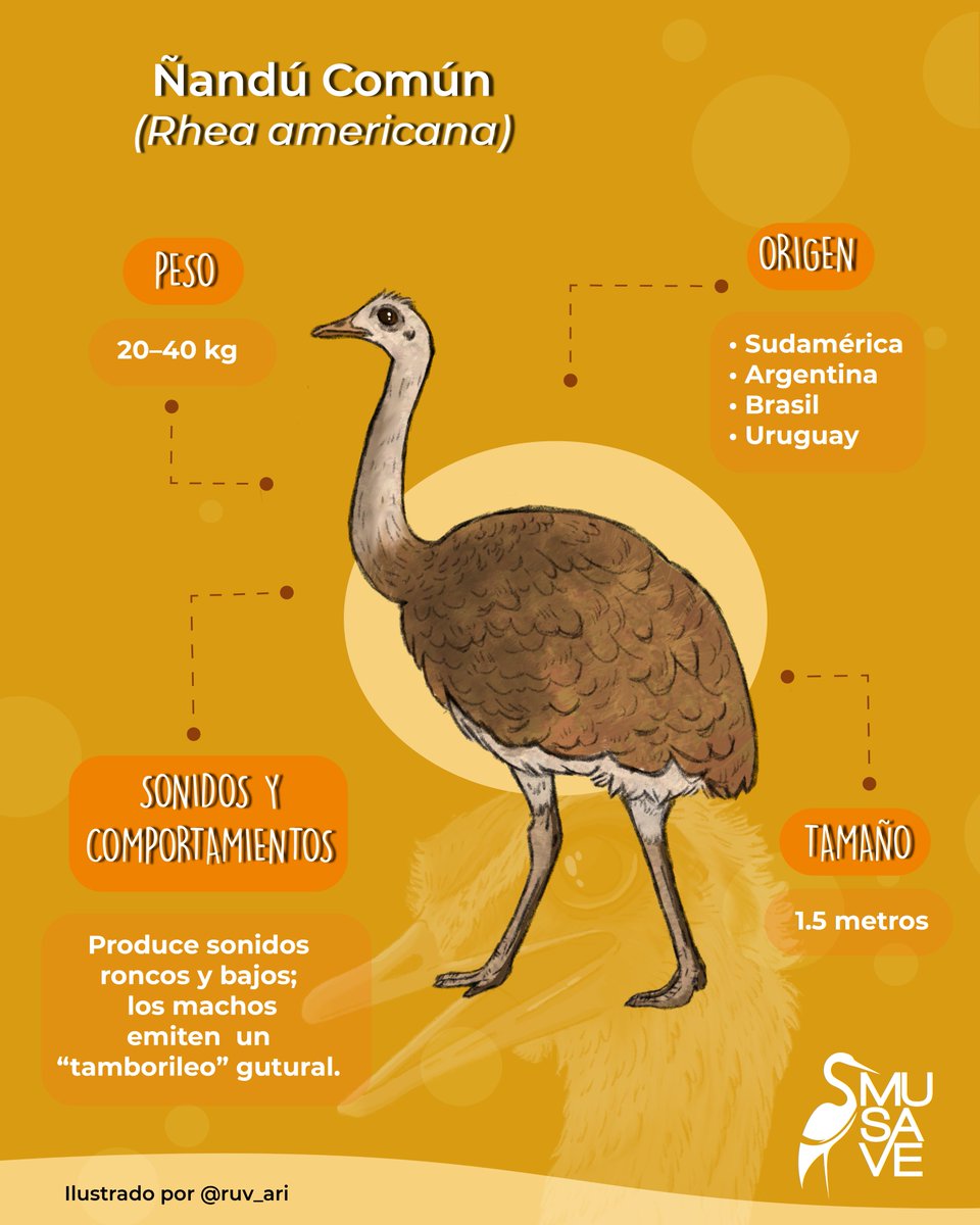MuseodelasAves's tweet photo. ¡Tres aves gigantes que no vuelan!✨
Conoce algunas curiosidades y diferencias del Avestruz, Ñandú y Emú.
✅Deja tu comentario sobre otras aves que son similares entre sí.
#aves #musave #birds #museo #saltillo #avestruz #ñandú #emú https://t.co/pb4qSaWQ80