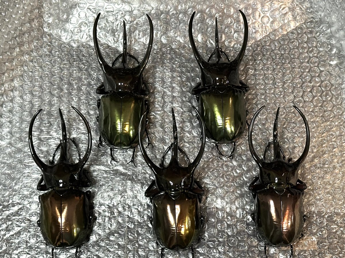 昨日、販売開始から20分前後で完売しました♪ いつもご支持いただいて