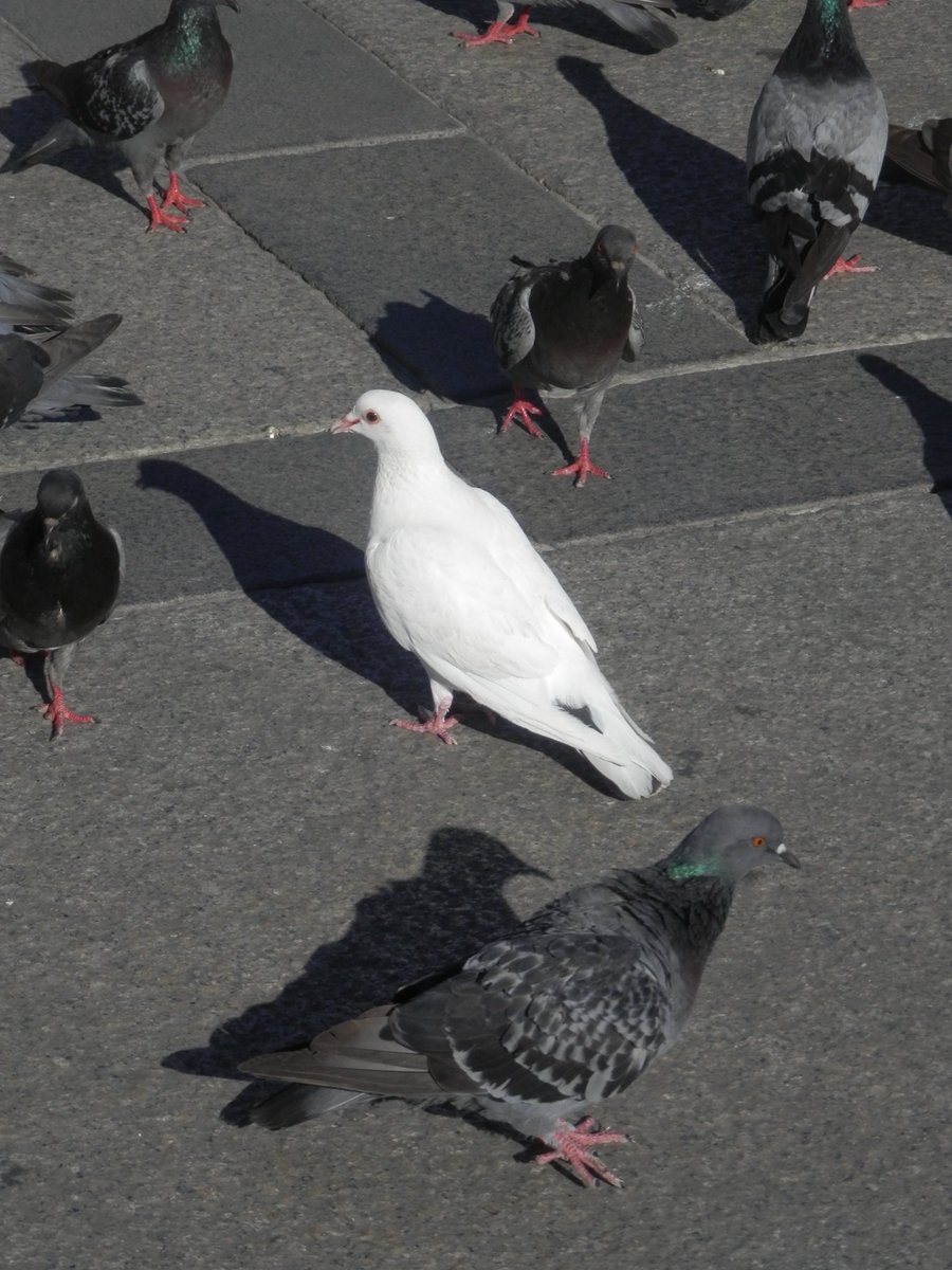jakewoolf's tweet image. A quick dispatch from the Duomo