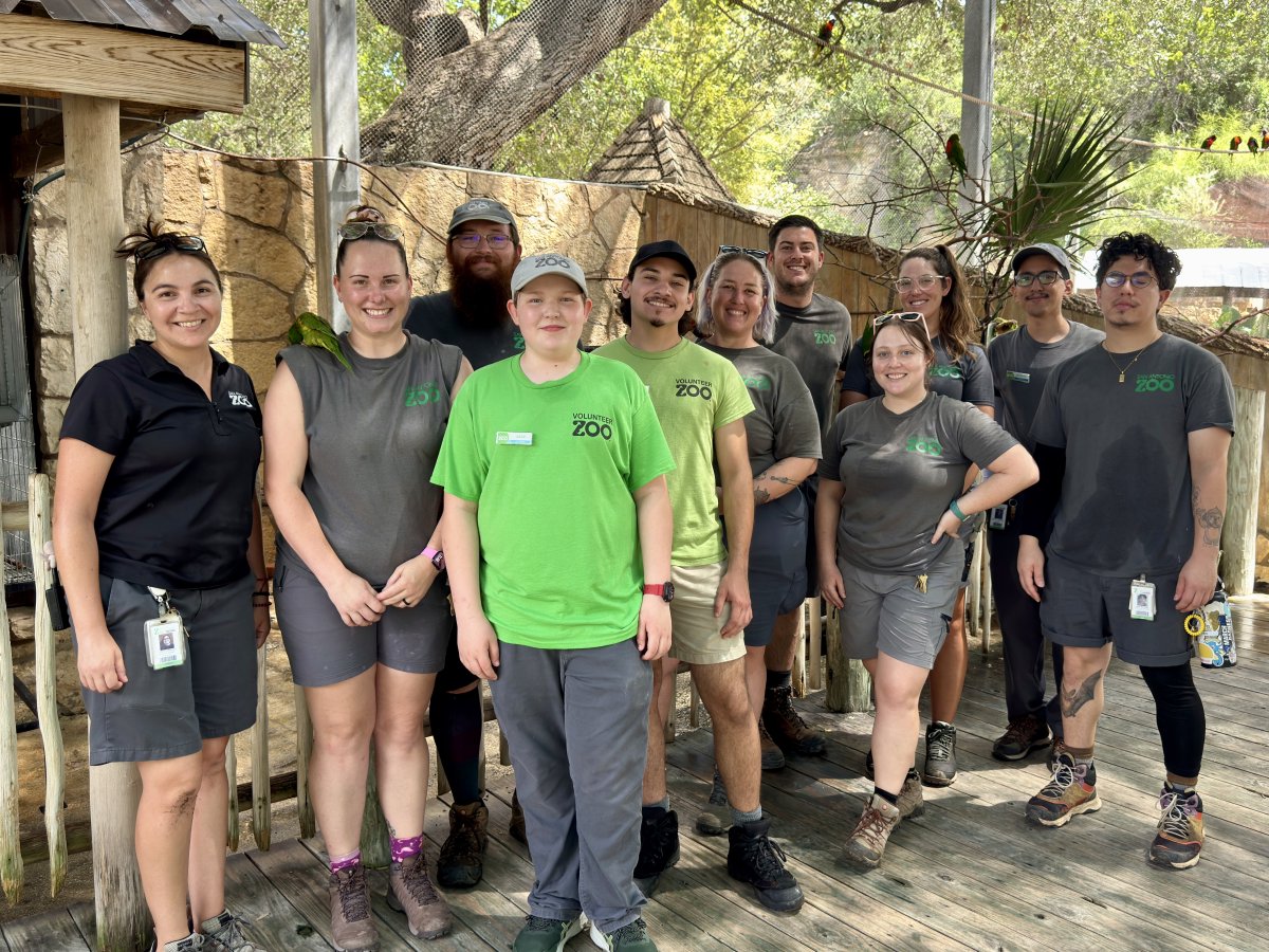 SanAntonioZoo's tweet image. Meet the Birds 2 team! Species they care for include toucans, parrots, king vultures, and many more! They also oversee Lory Landing, where you can meet some of nature’s most colorful and curious birds. Thank you for all you do! 🦆🦜