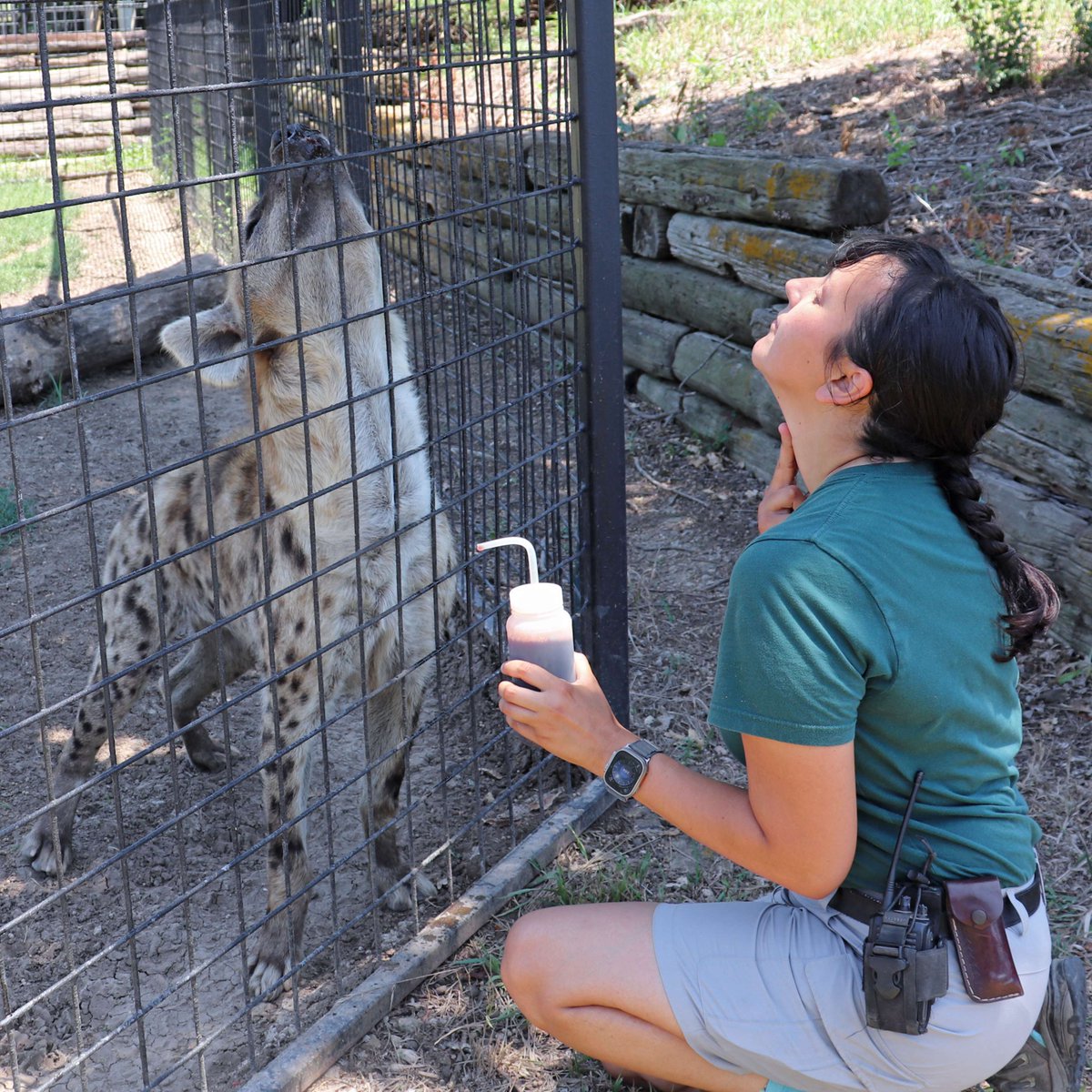 RHZoo's tweet image. It’s #NationalZookeeperWeek! 🐾 We’re spotlighting our amazing Keeper staff all week long! Have you been following along? Head to our Facebook or Instagram daily 'til Sunday to meet the faces behind the care & conservation at #RollingHillsZoo! 💚 #NZKW2025