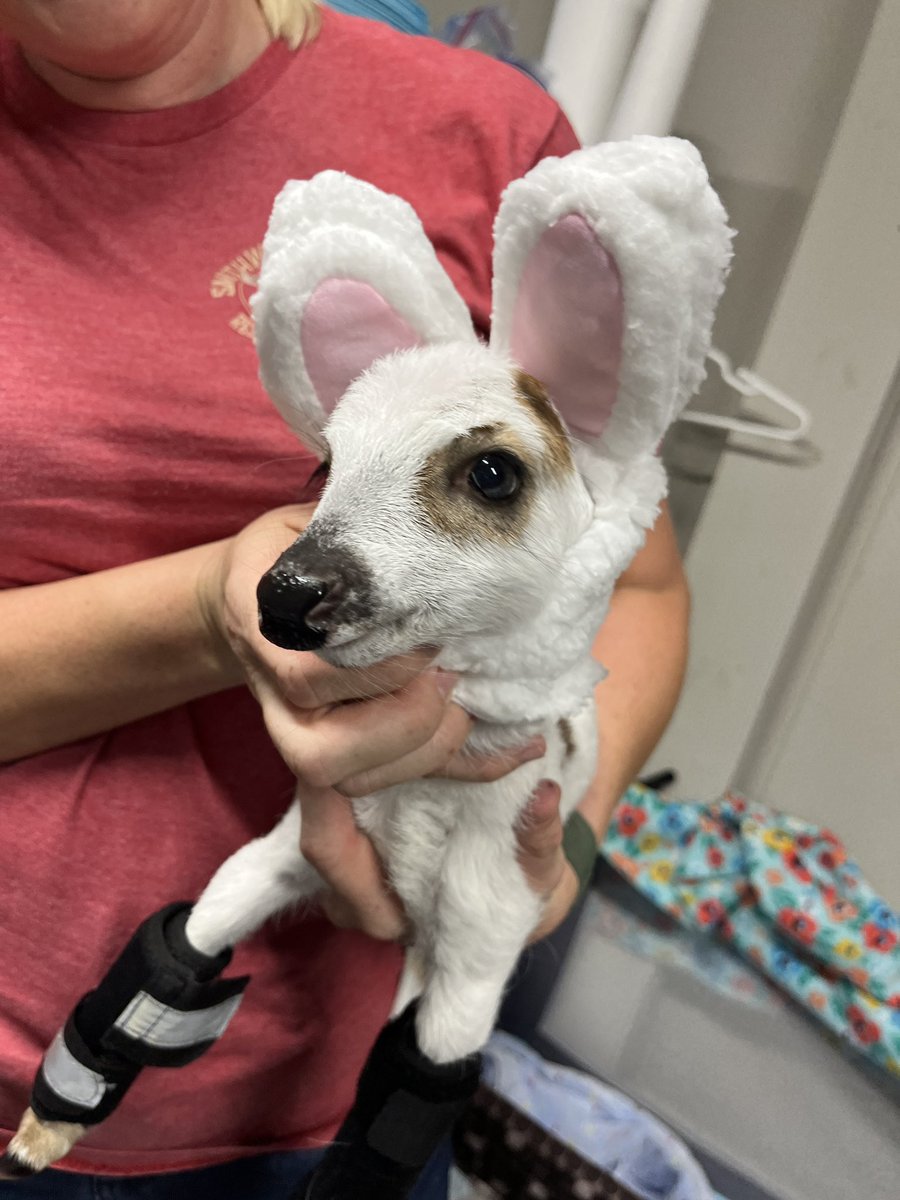 Deer in Places they Shouldn't Be (@deershouldnt) on Twitter photo 