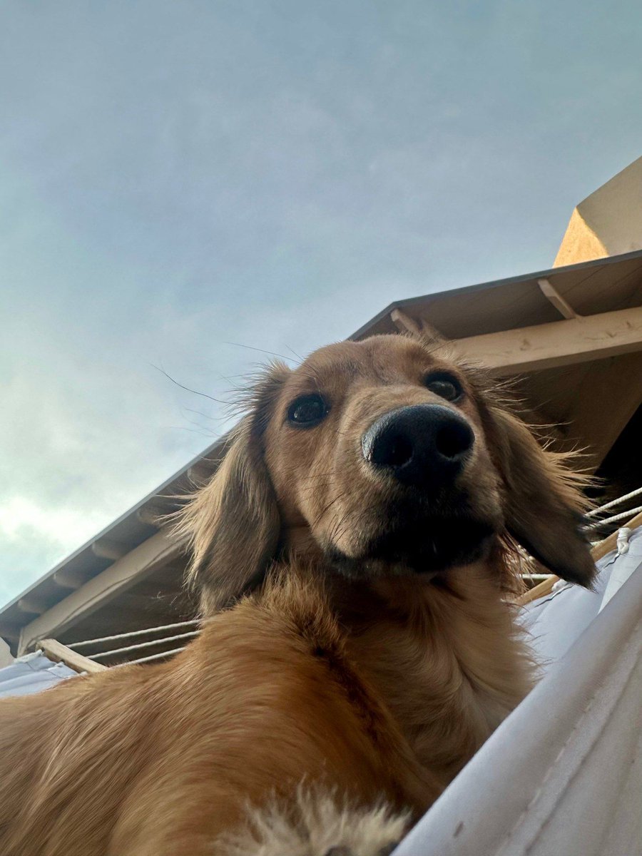 Farcaster Dog tweet media