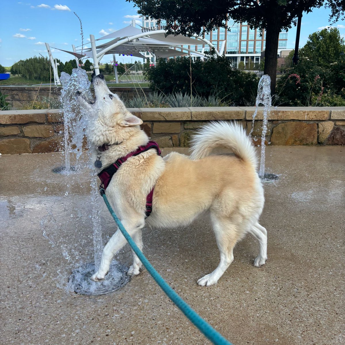 _JasonLord_'s tweet image. An absolute unit of a princess 🐕