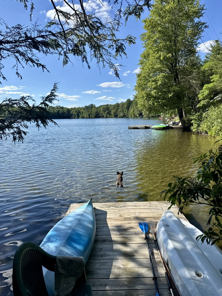 Sweet summertime with our little dock diving Nugget ☀️ 🐾 🌲