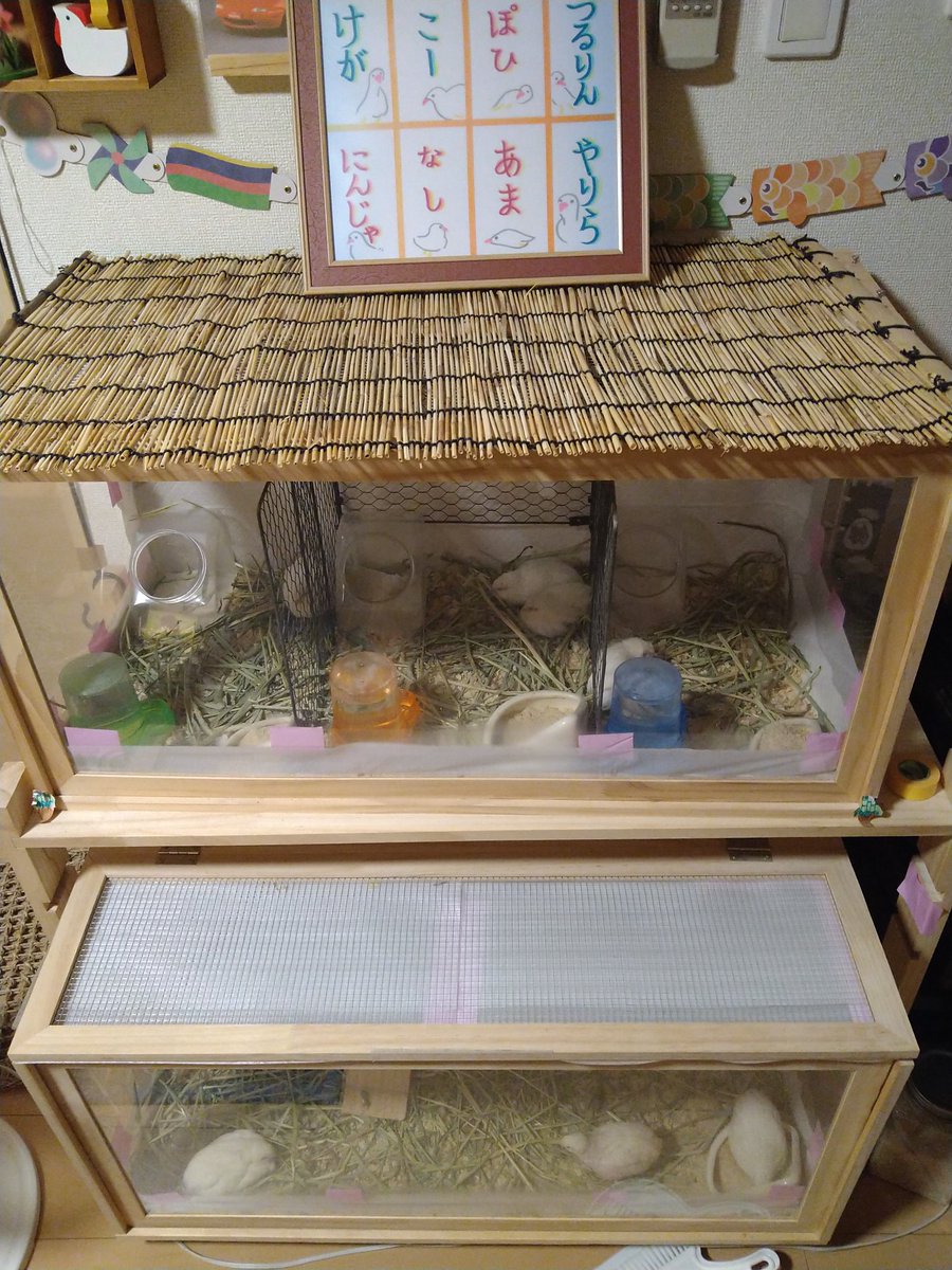 Tapioka_Mijyu's tweet image. ででんｯ