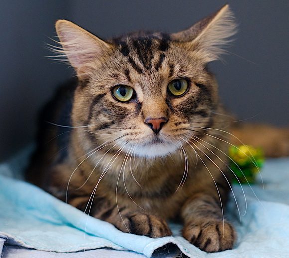 NYCDEATHROWCATS's tweet image. THERE ARE 37 ANIMALS (17 CATS & 20 DOGS) AT RISK FOR THURSDAY 07/24/25 DEADLINE IS NOON. PLEASE SHARE, FOSTER, ADOPT, TAG FRIENDS, POST TO SOCIAL MEDIA SITES, PLEDGE TO HELP SAVE THEIR LIVES. NEW PHOTOS. newhope.shelterbuddy.com/animal/list