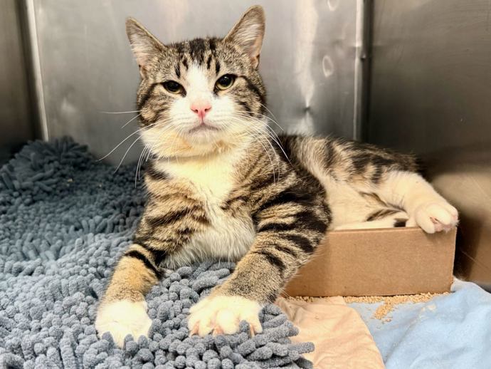 NYCDEATHROWCATS's tweet image. THERE ARE 37 ANIMALS (17 CATS & 20 DOGS) AT RISK FOR THURSDAY 07/24/25 DEADLINE IS NOON. PLEASE SHARE, FOSTER, ADOPT, TAG FRIENDS, POST TO SOCIAL MEDIA SITES, PLEDGE TO HELP SAVE THEIR LIVES. NEW PHOTOS. newhope.shelterbuddy.com/animal/list