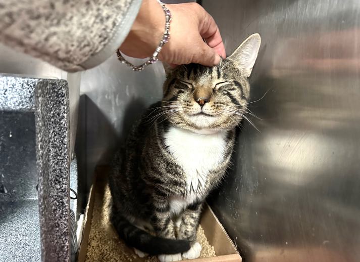 NYCDEATHROWCATS's tweet image. THERE ARE 37 ANIMALS (17 CATS & 20 DOGS) AT RISK FOR THURSDAY 07/24/25 DEADLINE IS NOON. PLEASE SHARE, FOSTER, ADOPT, TAG FRIENDS, POST TO SOCIAL MEDIA SITES, PLEDGE TO HELP SAVE THEIR LIVES. NEW PHOTOS. newhope.shelterbuddy.com/animal/list