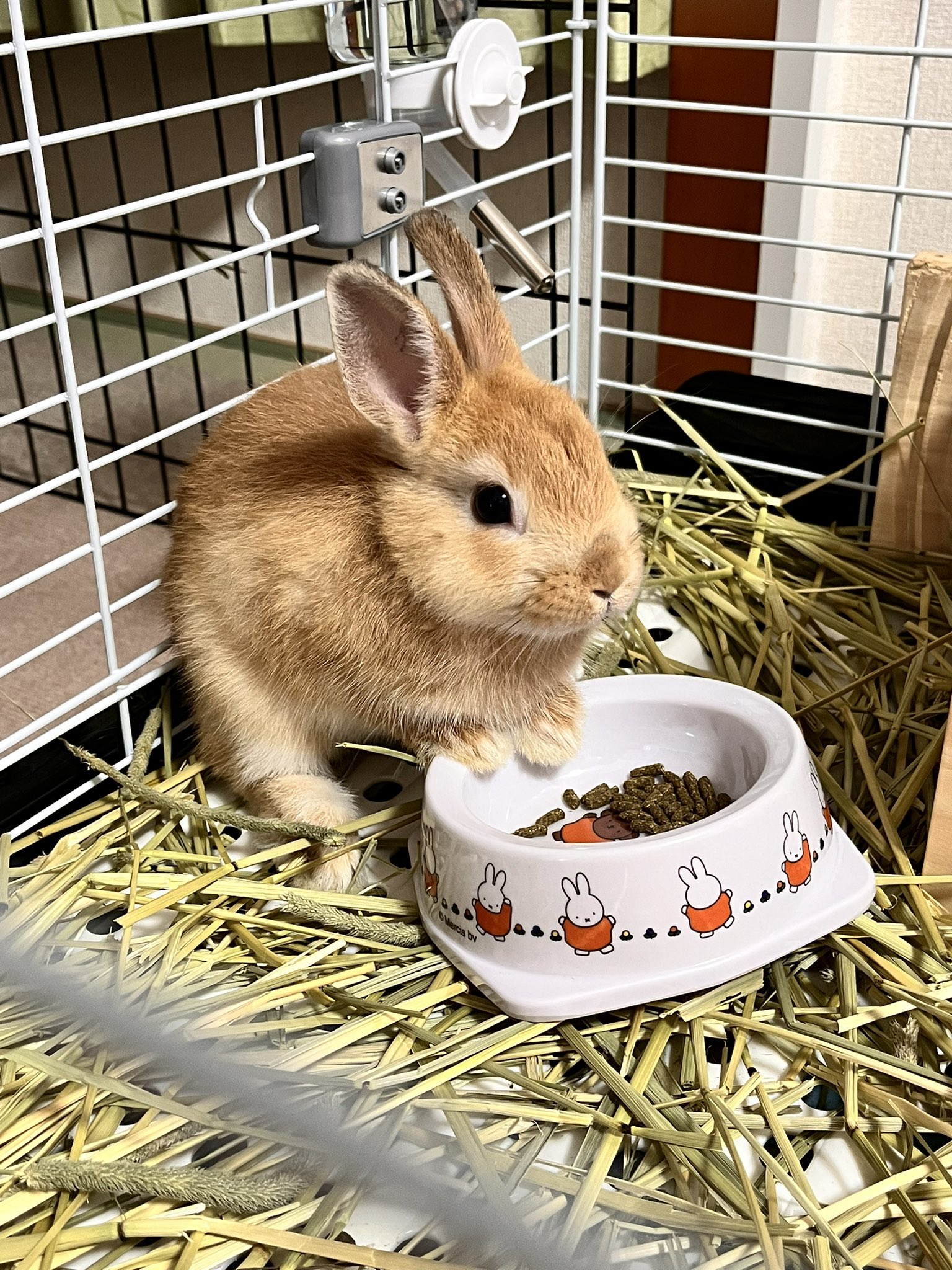 ⭐アメリカンカントリー雑貨♥️お座り上手ポッテリうさちゃんᕱ⑅ᕱ✳️おざぶ付き ⭐アメリカンカントリー雑貨♥️お座り上手ポッテリうさちゃんᕱ