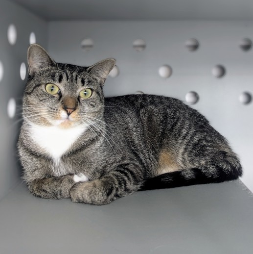 NYCDEATHROWCATS's tweet image. THERE ARE 37 ANIMALS (17 CATS & 20 DOGS) AT RISK FOR THURSDAY 07/24/25 DEADLINE IS NOON. PLEASE SHARE, FOSTER, ADOPT, TAG FRIENDS, POST TO SOCIAL MEDIA SITES, PLEDGE TO HELP SAVE THEIR LIVES. NEW PHOTOS. newhope.shelterbuddy.com/animal/list