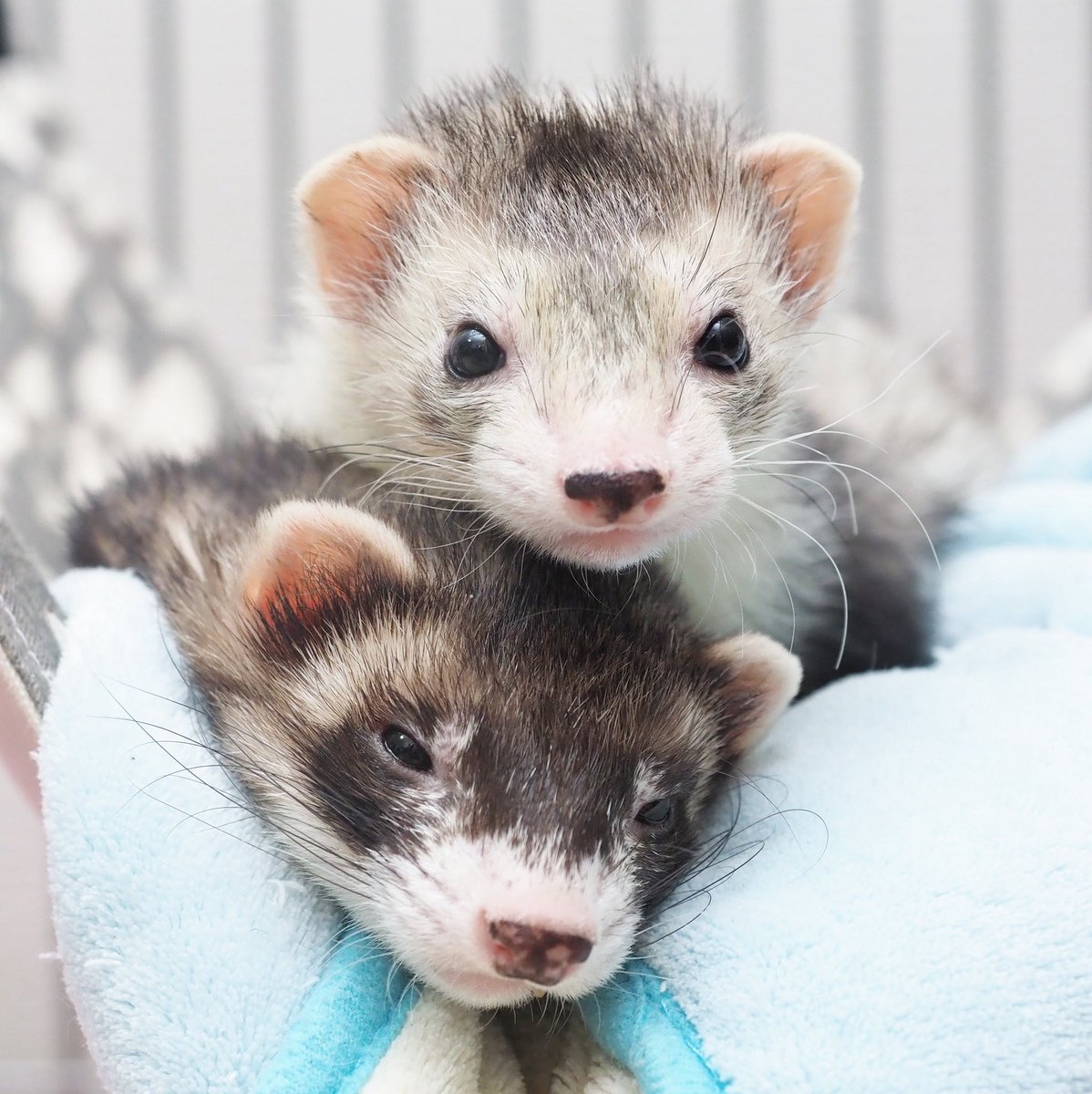 ackey_73's tweet image. はるな係長！新入社員のひなたさん！おはようございます！

週の真ん中水曜日！今日も当たり前のようにお外は暑いので、涼しいお部屋の中でおふたりでくっついてがんばりましょう！
#ferrets #フェレット