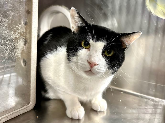 NYCDEATHROWCATS's tweet image. THERE ARE 37 ANIMALS (17 CATS & 20 DOGS) AT RISK FOR THURSDAY 07/24/25 DEADLINE IS NOON. PLEASE SHARE, FOSTER, ADOPT, TAG FRIENDS, POST TO SOCIAL MEDIA SITES, PLEDGE TO HELP SAVE THEIR LIVES. NEW PHOTOS. newhope.shelterbuddy.com/animal/list