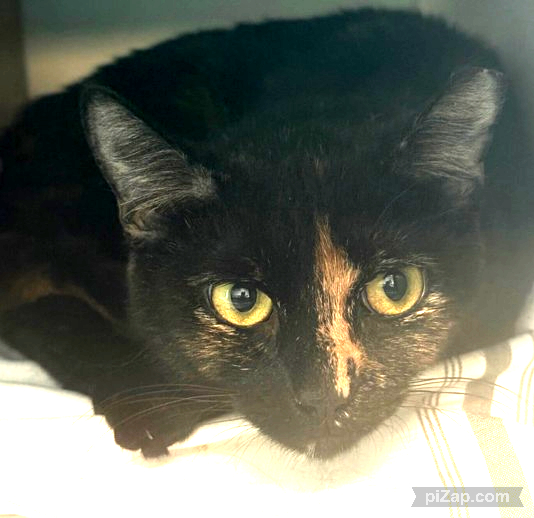NYCDEATHROWCATS's tweet image. THERE ARE 37 ANIMALS (17 CATS & 20 DOGS) AT RISK FOR THURSDAY 07/24/25 DEADLINE IS NOON. PLEASE SHARE, FOSTER, ADOPT, TAG FRIENDS, POST TO SOCIAL MEDIA SITES, PLEDGE TO HELP SAVE THEIR LIVES. NEW PHOTOS. newhope.shelterbuddy.com/animal/list