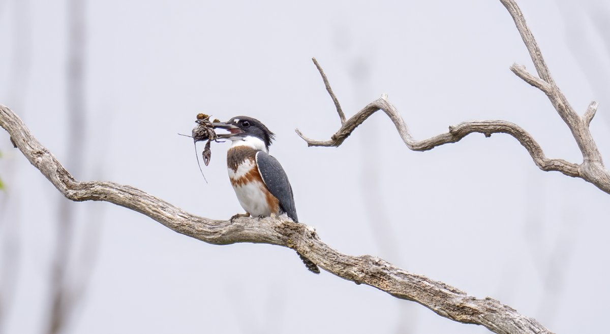 JocAPhotography's tweet image. A female Belted Kingfisher after a successful crayfish catch.