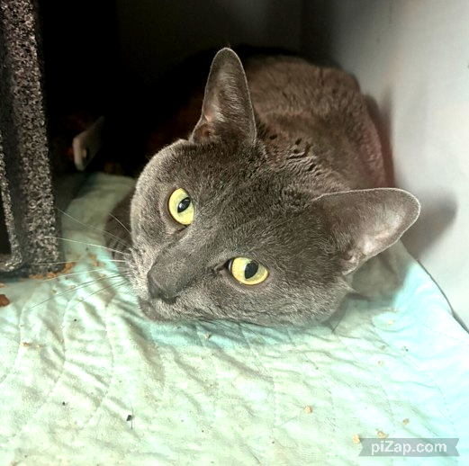 NYCDEATHROWCATS's tweet image. THERE ARE 37 ANIMALS (17 CATS & 20 DOGS) AT RISK FOR THURSDAY 07/24/25 DEADLINE IS NOON. PLEASE SHARE, FOSTER, ADOPT, TAG FRIENDS, POST TO SOCIAL MEDIA SITES, PLEDGE TO HELP SAVE THEIR LIVES. NEW PHOTOS. newhope.shelterbuddy.com/animal/list