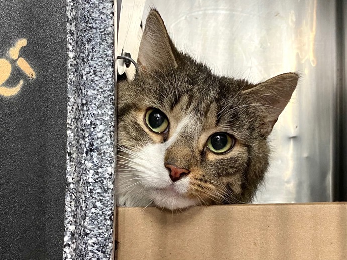 NYCDEATHROWCATS's tweet image. THERE ARE 37 ANIMALS (17 CATS & 20 DOGS) AT RISK FOR THURSDAY 07/24/25 DEADLINE IS NOON. PLEASE SHARE, FOSTER, ADOPT, TAG FRIENDS, POST TO SOCIAL MEDIA SITES, PLEDGE TO HELP SAVE THEIR LIVES. NEW PHOTOS. newhope.shelterbuddy.com/animal/list