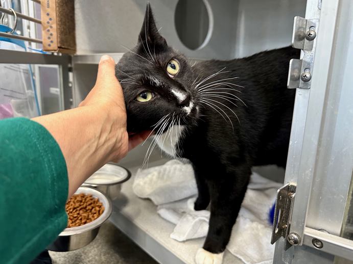 NYCDEATHROWCATS's tweet image. THERE ARE 37 ANIMALS (17 CATS & 20 DOGS) AT RISK FOR THURSDAY 07/24/25 DEADLINE IS NOON. PLEASE SHARE, FOSTER, ADOPT, TAG FRIENDS, POST TO SOCIAL MEDIA SITES, PLEDGE TO HELP SAVE THEIR LIVES. NEW PHOTOS. newhope.shelterbuddy.com/animal/list