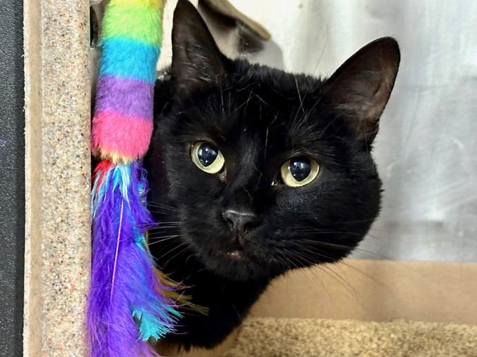 NYCDEATHROWCATS's tweet image. THERE ARE 37 ANIMALS (17 CATS & 20 DOGS) AT RISK FOR THURSDAY 07/24/25 DEADLINE IS NOON. PLEASE SHARE, FOSTER, ADOPT, TAG FRIENDS, POST TO SOCIAL MEDIA SITES, PLEDGE TO HELP SAVE THEIR LIVES. NEW PHOTOS. newhope.shelterbuddy.com/animal/list