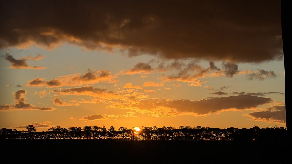 Canola at Lauriana; sunrise x 2 &amp; sunset yesty arvo! Another 28.5mm of rain early this week &amp; another 20-25 forecast for tomorrow ~ dunno how we feel about that. Pretty moist around the place!