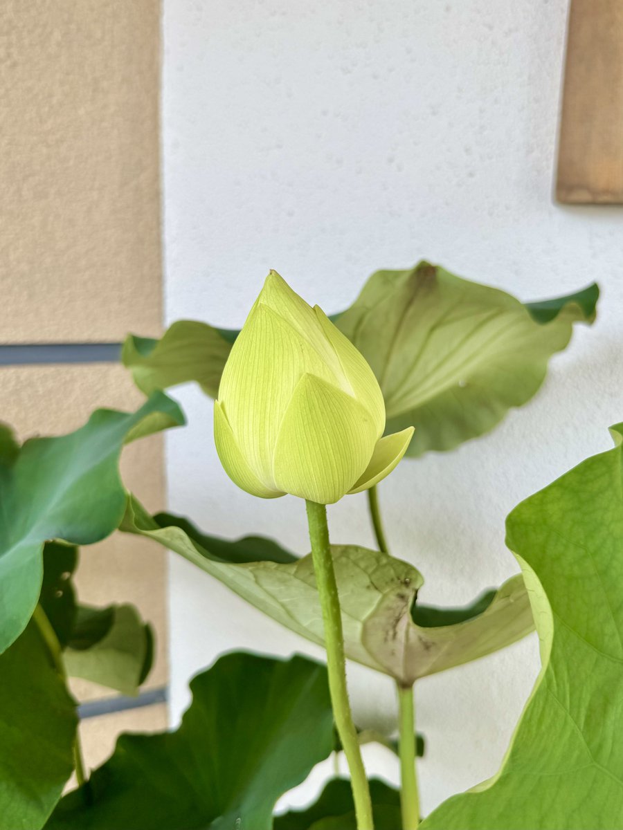 tsutsu111111's tweet image. 7月23日、湯川寺の蓮速報です。今にも咲きそうな雰囲気ですが、まだ咲いていません。隣りのピンクの蓮も無事成長してきまして、住職もにっこり笑顔でした。今日も良い一日でありますように。
