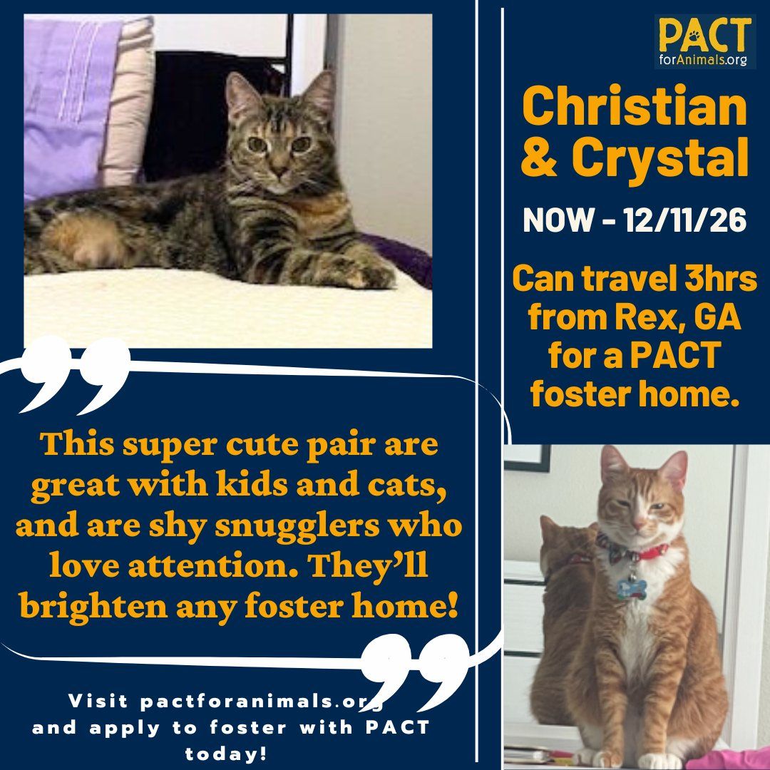 NOT_CFJ's tweet image. #Foster Christian & Crystal while their military human is stationed overseas. pactforanimals.org/pets/christian…
@pactforanimals
#PACTforAnimals #AnimalWelfare #PACTPet #FosterPet #MilitaryPet #MilitaryFoster #FosterPets #SupportOurTroops #FosterAnimals #FosterHeroes #PACTFoster #FosterDog