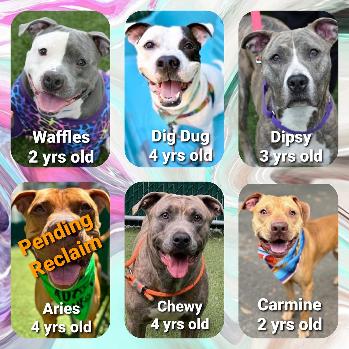 MorgFairsdogs's tweet image. TAP Pledge Totals
#PLEDGES #NYCACC
#MorgFairsDogs
Kill Commands
Chewy 190 😭
Carmine 205 😭
Dipsy 225 😭
Aries 353 (pending reclaim)
Dig Dug 522
Waffles 1361