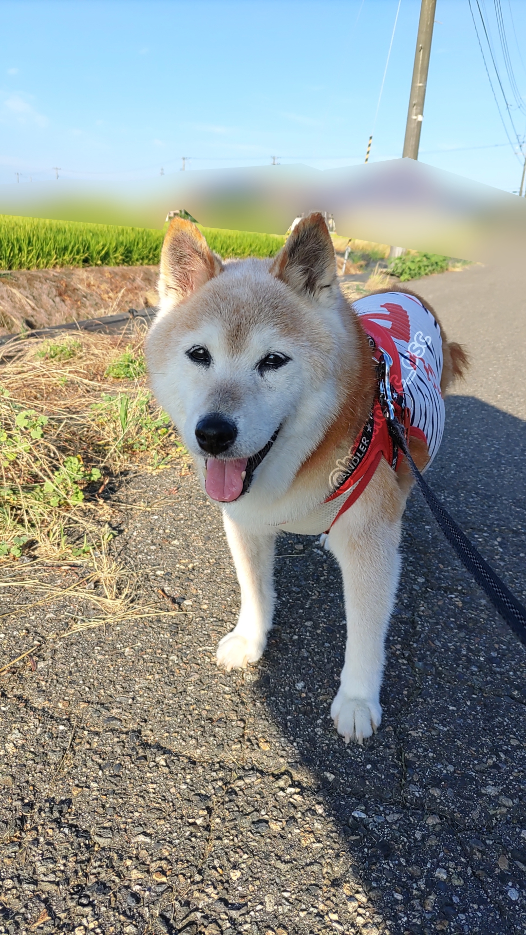 犬好き yutaka4848🐕🐾🎮💻_φ(・_・ on X: 